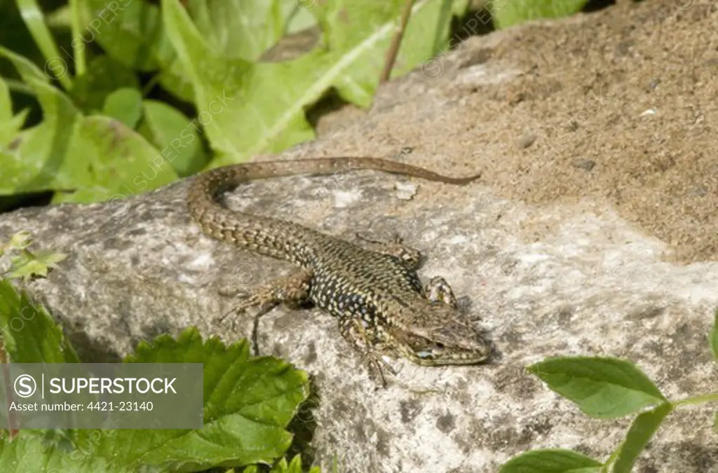 Common Wall Lizard (Podarcis muralis) introduced species, adult male, basking on rock, Dorset, England, may