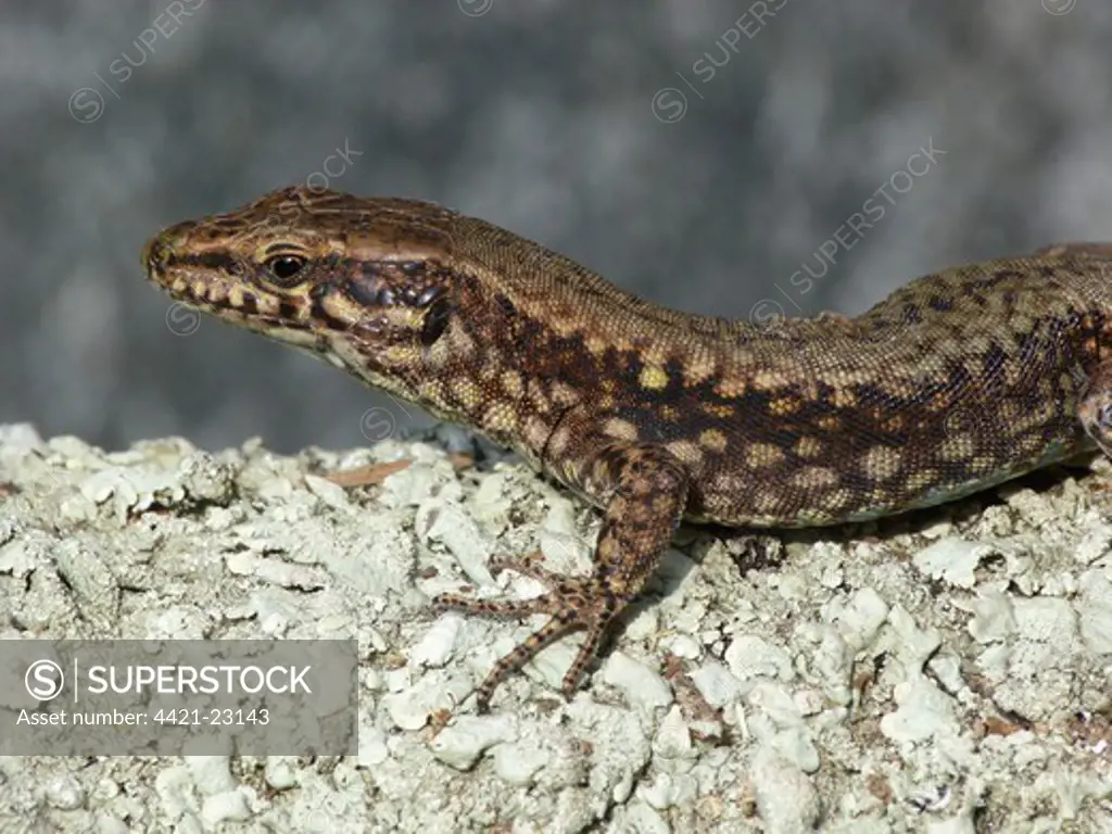 Common Wall Lizard (Podarcis muralis) adult, close-up of head and front legs, basking on rock, Cannobina Valley, Italian Alps, Italy, march