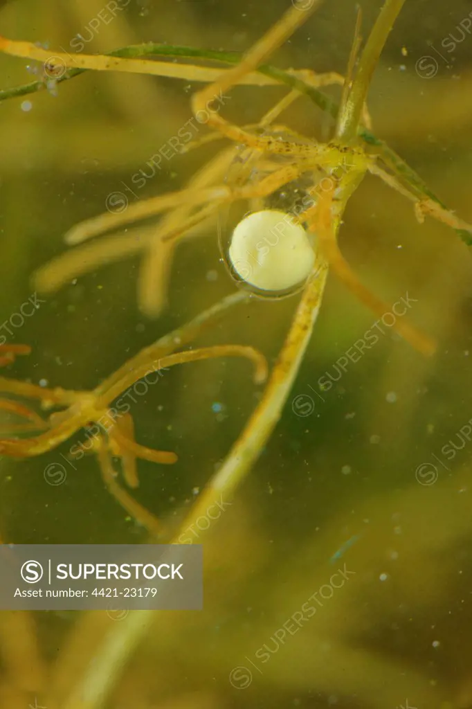 Italian Crested Newt (Triturus carnifex) developing egg, attached to weed underwater, Italy, june