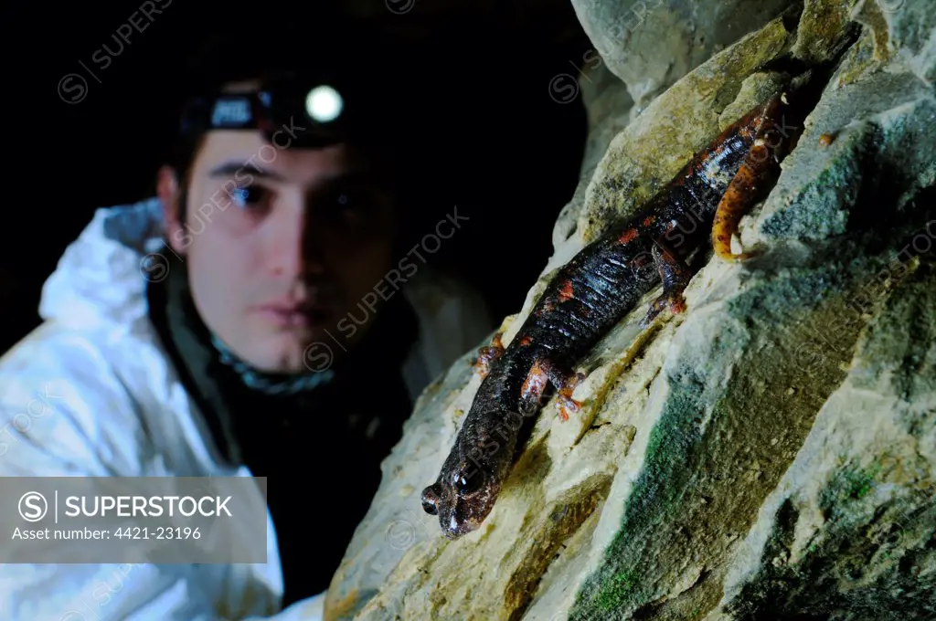 Italian Cave Salamander (Speleomantes italicus) adult, watched by speleologist in cave, Italy, january