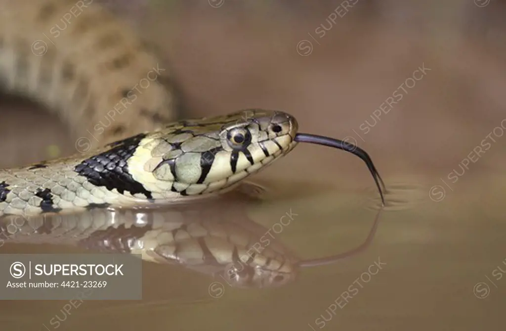 Grass Snake (Natrix natrix) adult, flicking tongue, on water in muddy pool, Oxfordshire, England