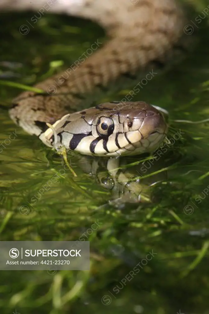 Grass Snake (Natrix natrix) adult, close-up of head, on water in weedy pool, Oxfordshire, England