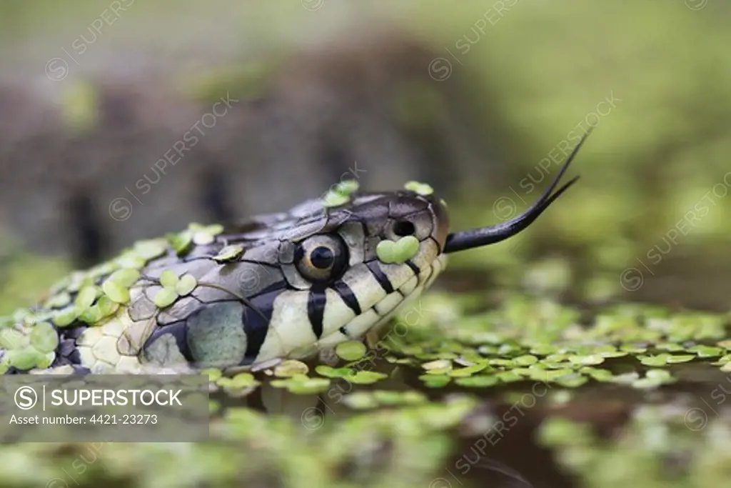 Grass Snake (Natrix natrix) adult, flicking tongue, in water amongst duckweed, Oxfordshire, England