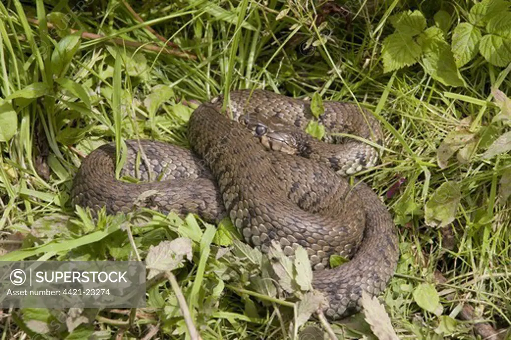 Grass Snake (Natrix natrix) adult, basking in grass, England, june
