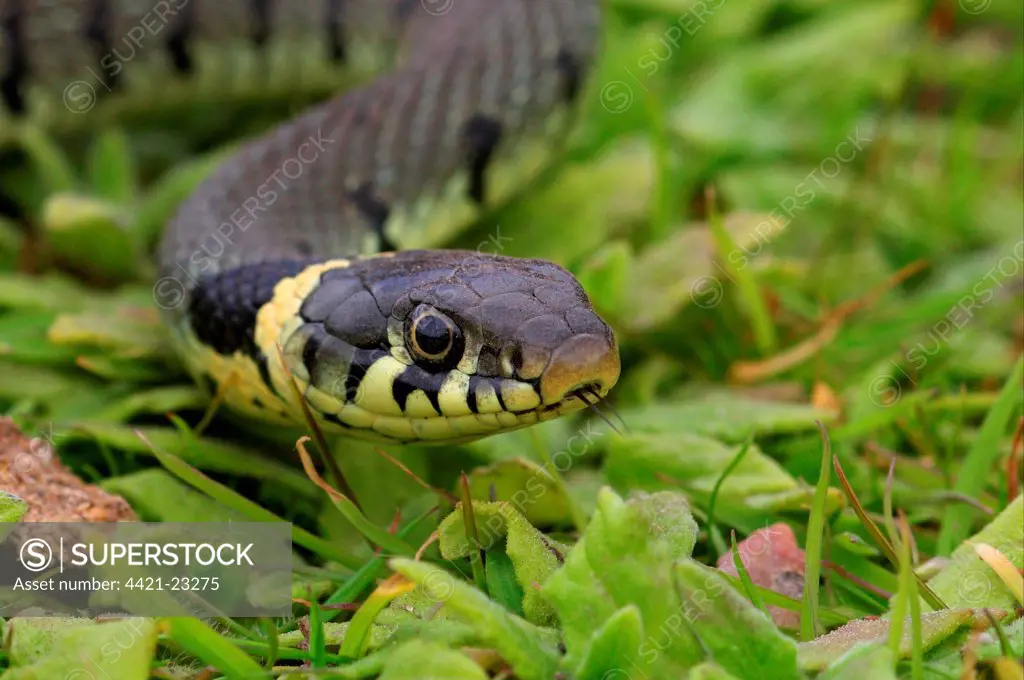Grass Snake (Natrix natrix) adult, close-up of head, Norfolk, England, june