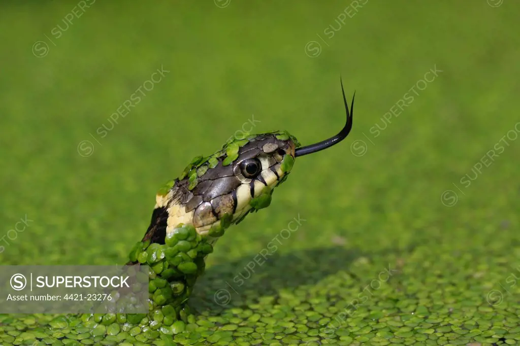 Grass Snake (Natrix natrix) adult, flicking tongue, in water amongst duckweed, England, july