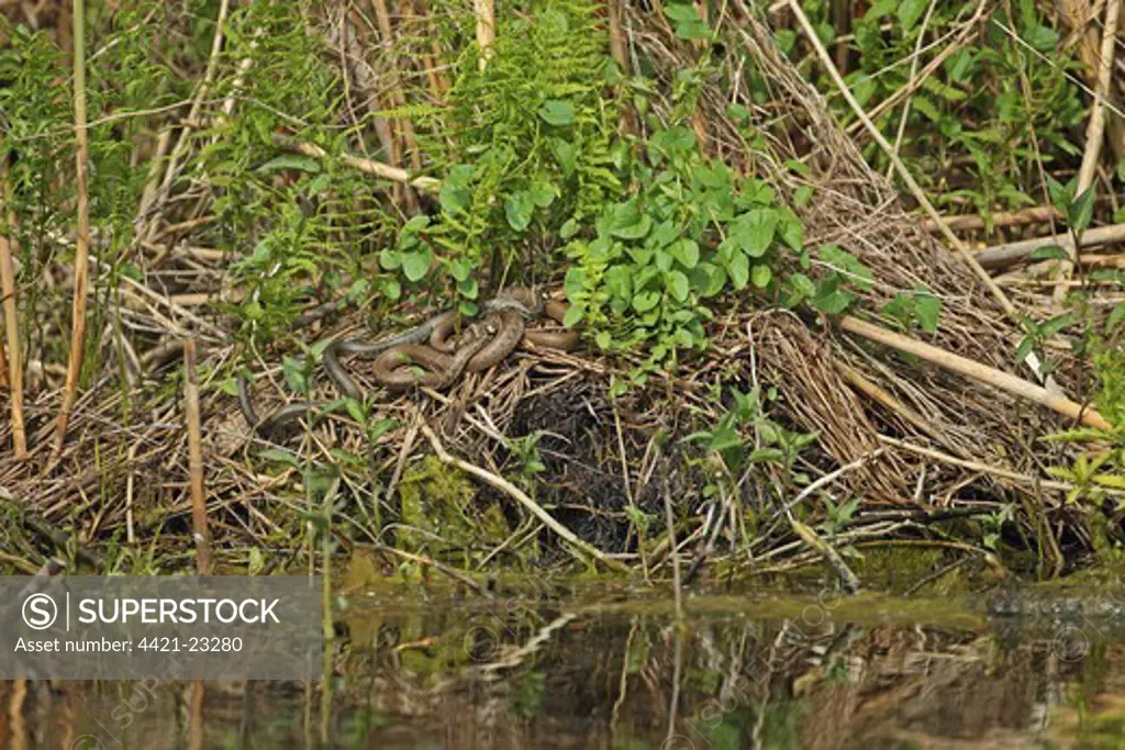 Grass Snake (Natrix natrix) two adults, on vegetation at edge of water, Tulcea, Danube Delta, Dobrogea, Romania, may
