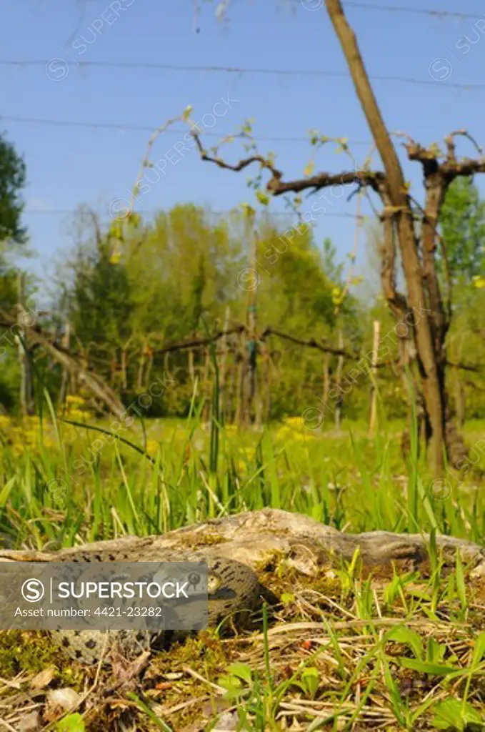 Grass Snake (Natrix natrix) adult, in cultivated habitat, Italy, april