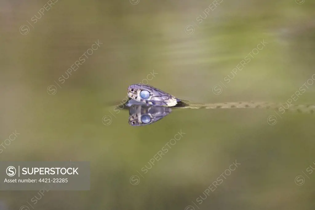 Grass Snake (Natrix natrix) adult, with blue eye indicating shedding skin, swimming in garden pond, Bentley, Suffolk, England, september