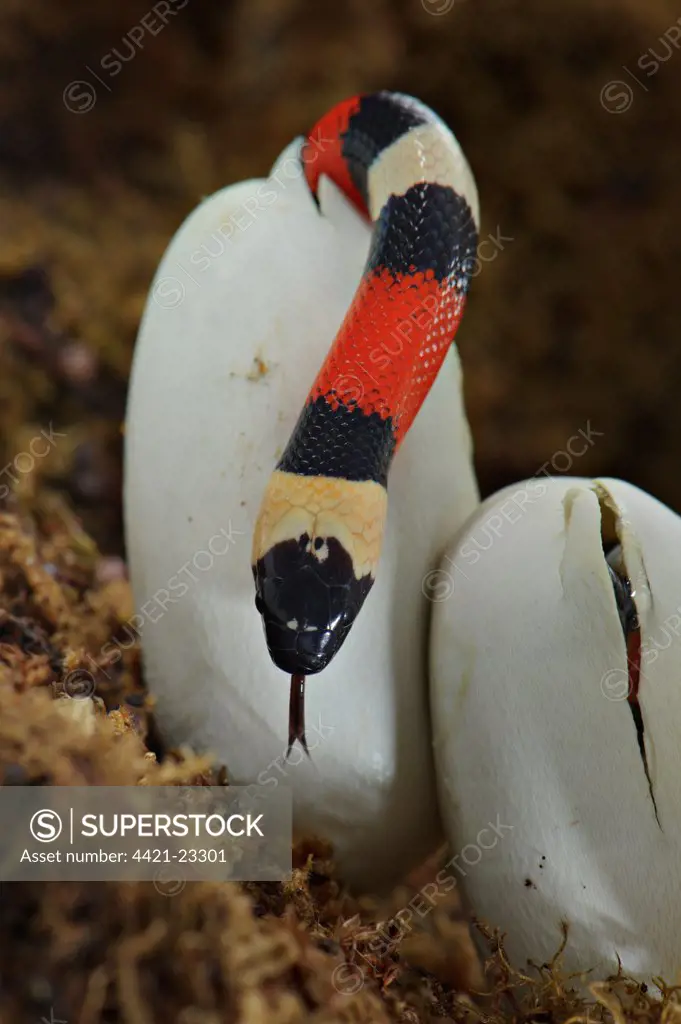 Pueblan Milk Snake (Lampropeltis triangulum campbelli) young, hatching from egg, Mexico