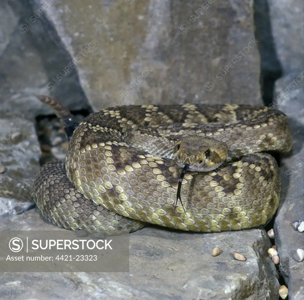 Snake - Rattlesnake Diamond-backed Western(Crotulus atrox) coiled on a rock, tongue out