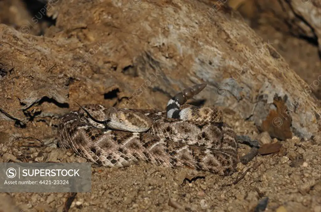 Western Diamondback Rattlesnake (Crotulus atrox) adult, coiled with tongue extended and rattle raised, Arizona, U.S.A.