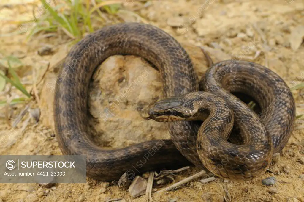Smooth Snake (Coronella austriaca) adult, flicking tongue, Italy, june
