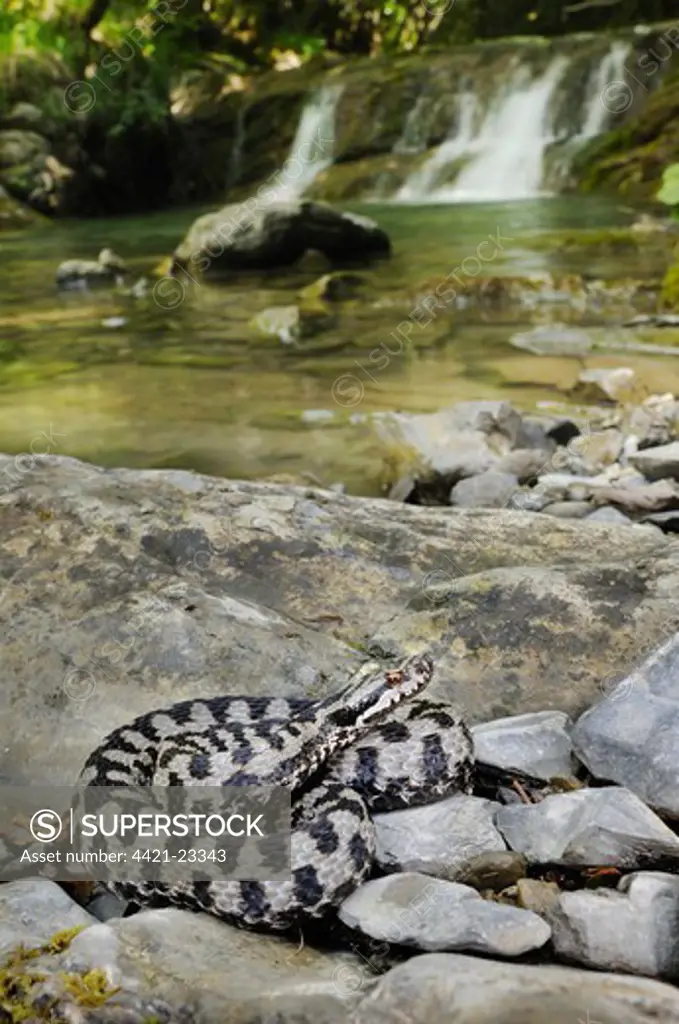 Asp Viper (Vipera aspis) adult, basking on rocks near stream habitat, Italy