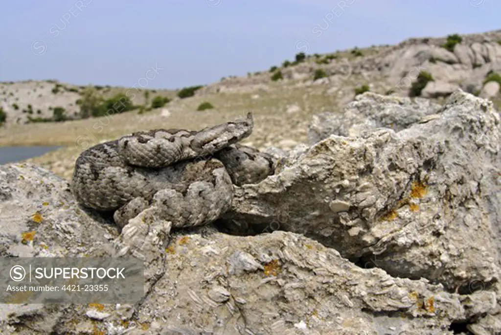 Nose-horned Viper (Vipera ammodytes) adult male, coiled on rock in habitat, Croatia
