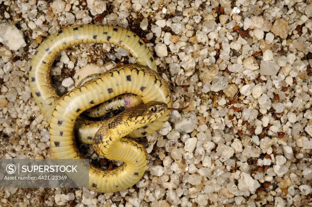 Viperine Snake (Natrix maura) adult, 'playing dead' in defensive behaviour, Spain, june