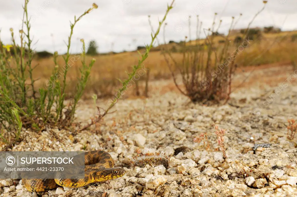 Viperine Snake (Natrix maura) adult, resting on stones in habitat, Spain, june
