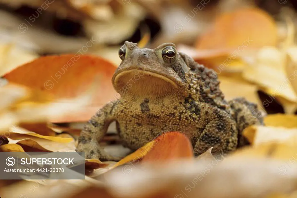 American Toad (Bufo americanus) adult, sitting amongst fallen leaves, U.S.A.