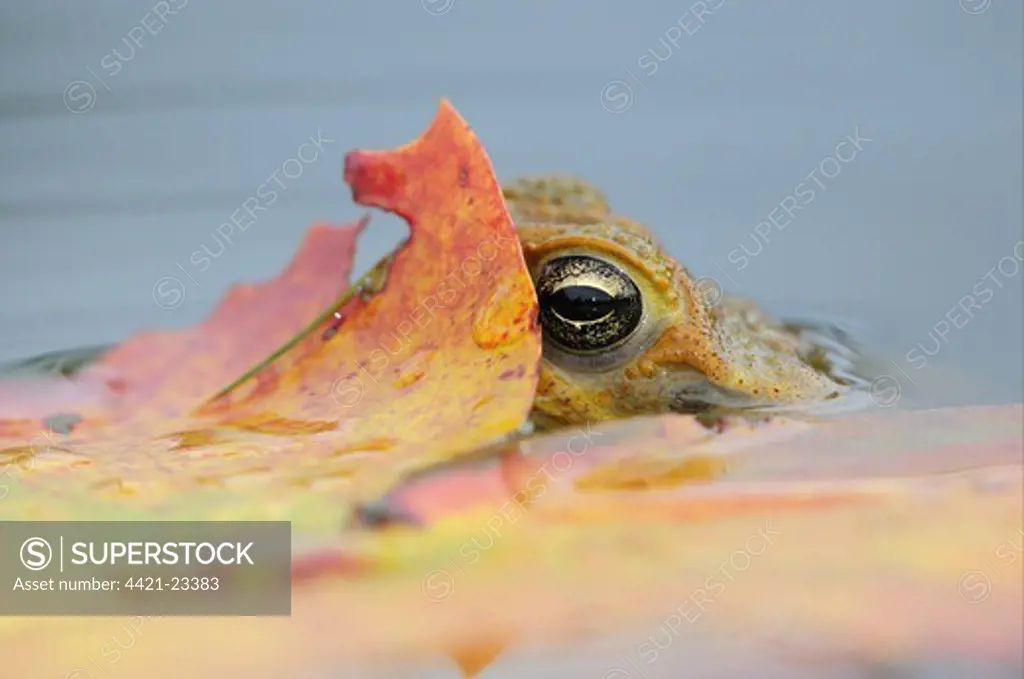 Cane Toad (Rhinella marinus) adult, head at surface of water under leaf, Georgetown, Guyana