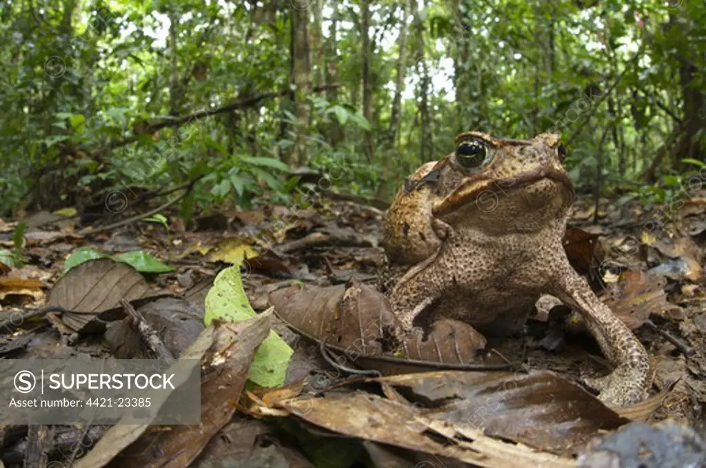 Cane Toad (Rhinella marinus) adult female, sitting on leaf litter in forest habitat, Los Amigos Biological Station, Madre de Dios, Amazonia, Peru