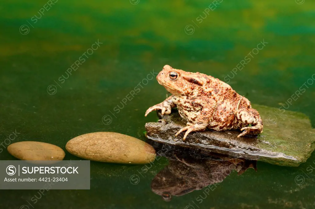 Common Toad (Bufo bufo) adult, sitting on stone in garden pond, Midlands, England, summer