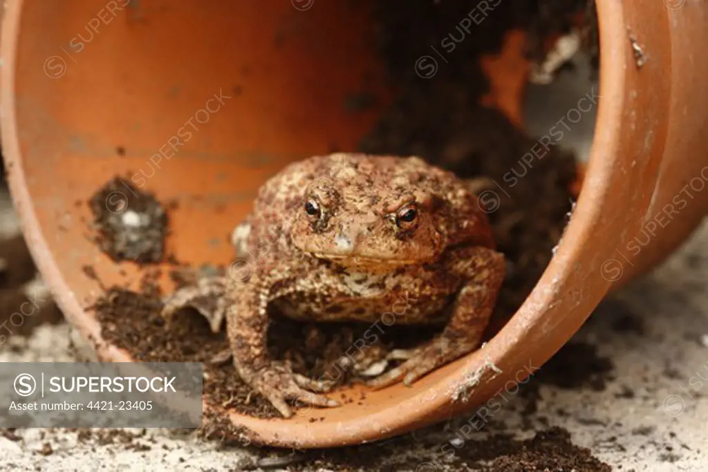 Common Toad (Bufo bufo) adult, sitting in garden flowerpot, Midlands, England, summer