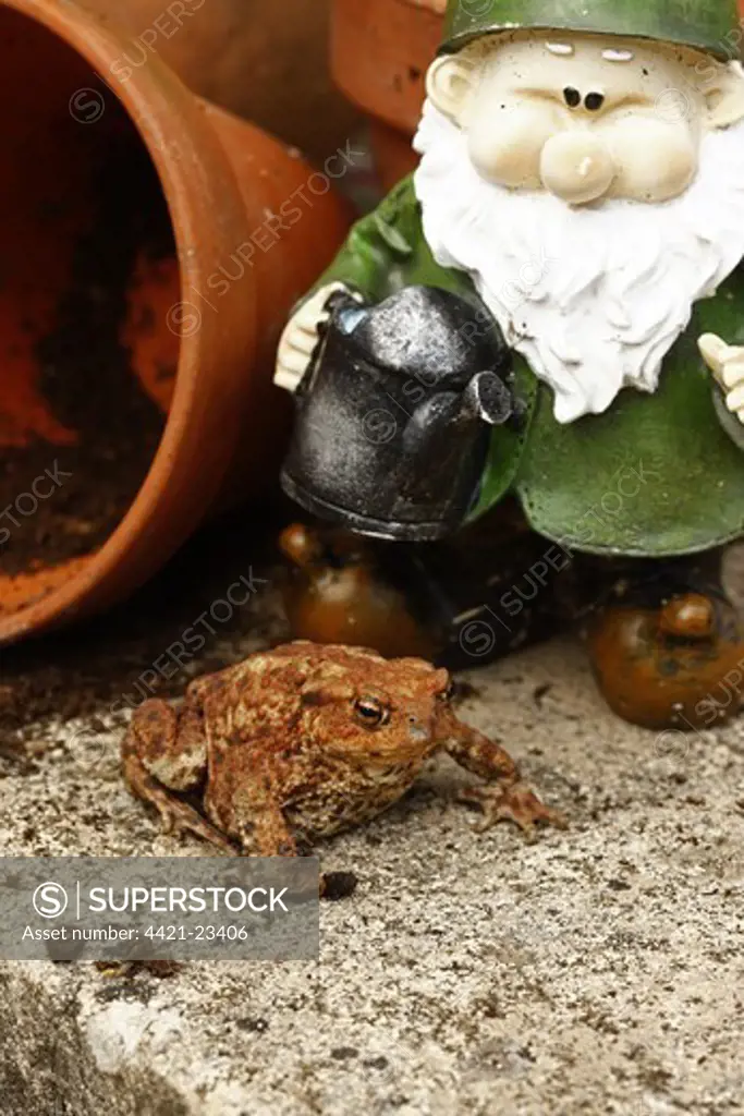 Common Toad (Bufo bufo) adult, sitting beside garden gnome and flowerpots, Midlands, England, summer