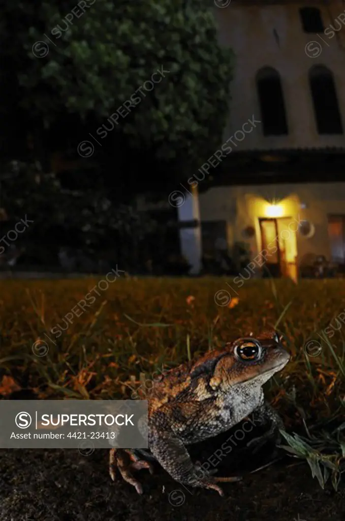 Common Toad (Bufo bufo) adult, sitting near house at night, Italy, june