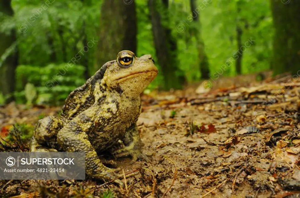 Common Toad (Bufo bufo) adult, sitting on mud in woodland habitat, Italy, june