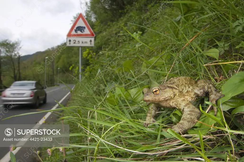 Common Toad (Bufo bufo) adult, sitting on bank beside road with 'toad crossing' sign and passing car, Italy, april