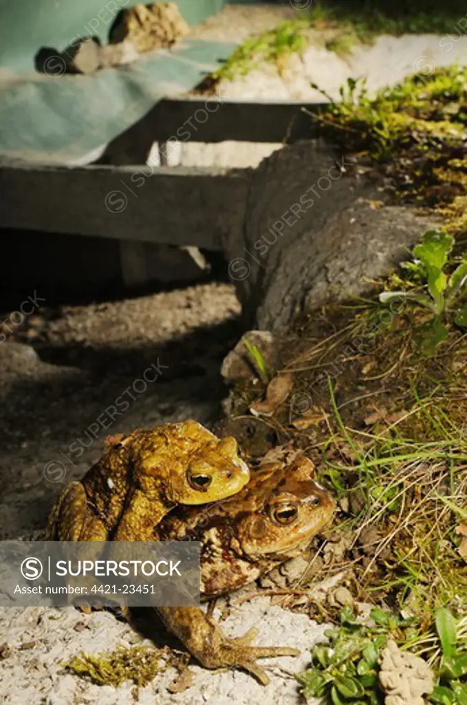 Common Toad (Bufo bufo) adult pair, in amplexus, after crossing road in underground tunnel acting as wildlife corridor used during migration to reach breeding site, Italy, march