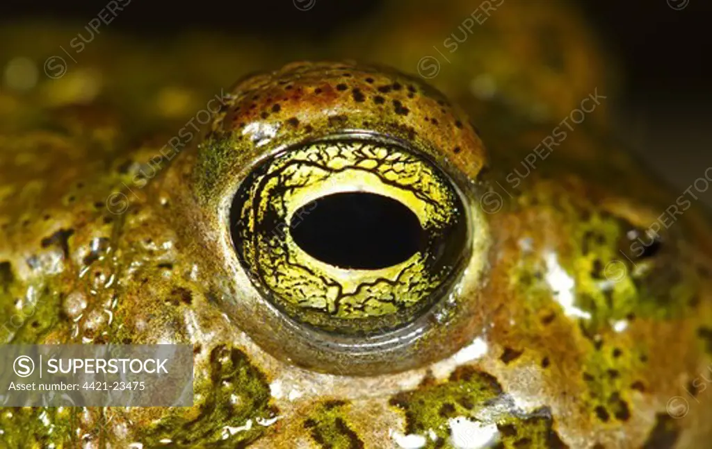 Natterjack Toad (Bufo calamita) adult, close-up of eye, Spain, june