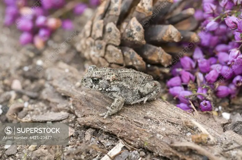 Natterjack Toad (Bufo calamita) young, two-weeks old, resting beside flowering heather, England