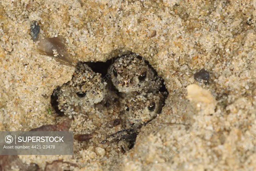 Natterjack Toad (Bufo calamita) three young, in sand burrow, Dorset, England, august
