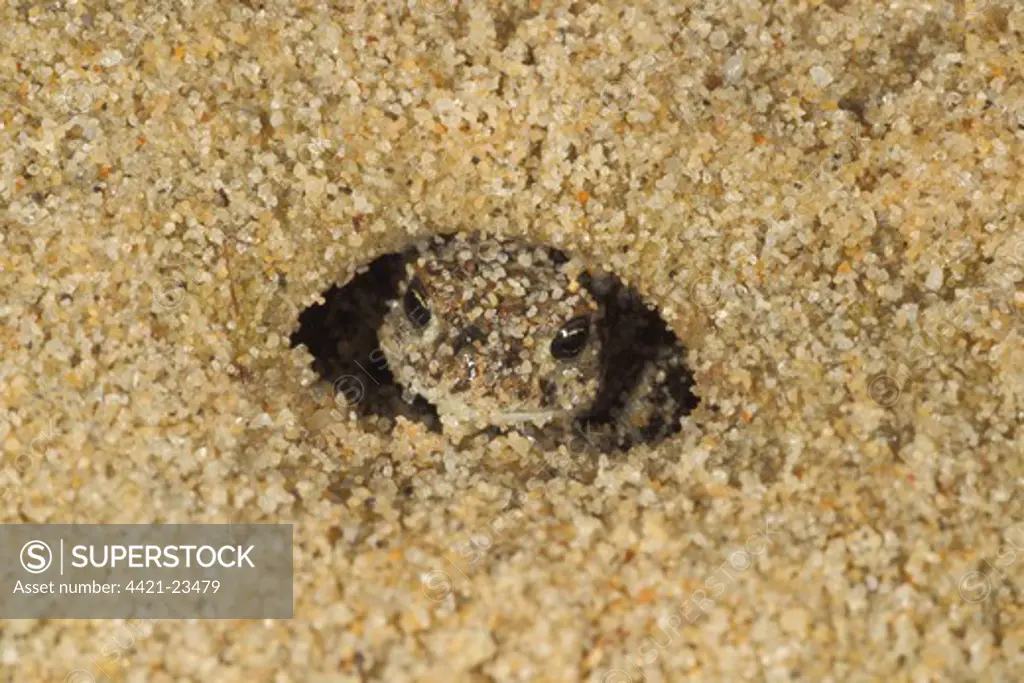 Natterjack Toad (Bufo calamita) young, in sand burrow, Dorset, England, august