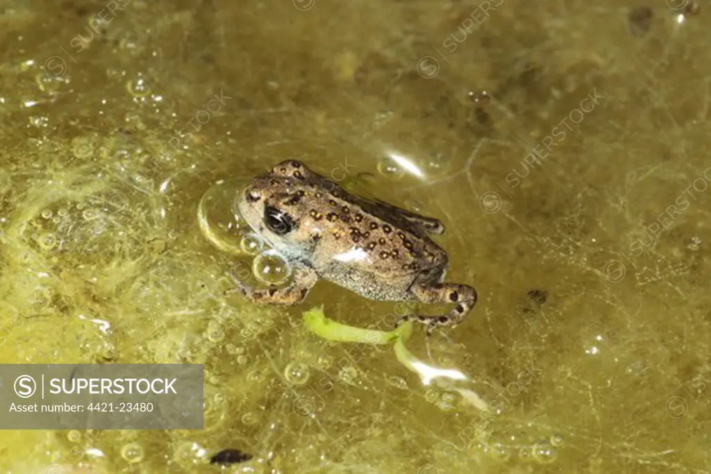 Natterjack Toad (Bufo calamita) young, in shallow pool, Dorset, England, august