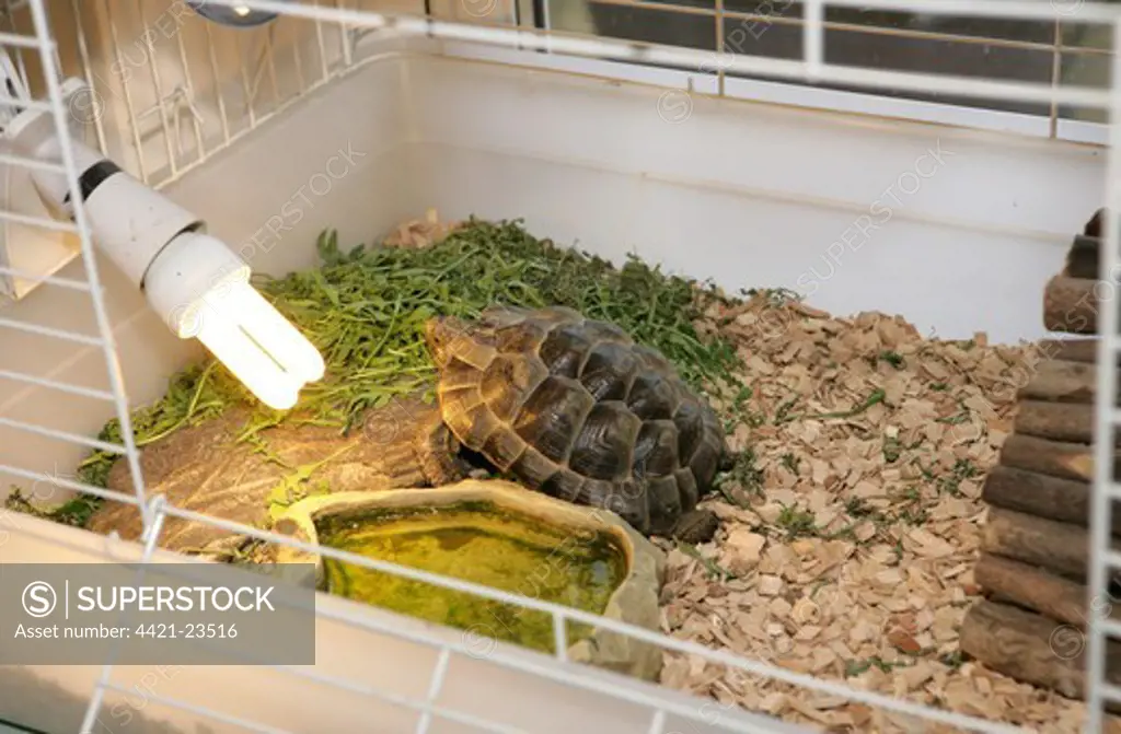 Hermann's Tortoise (Testudo hermanni) adult, sunbathing by lightbulb in cage