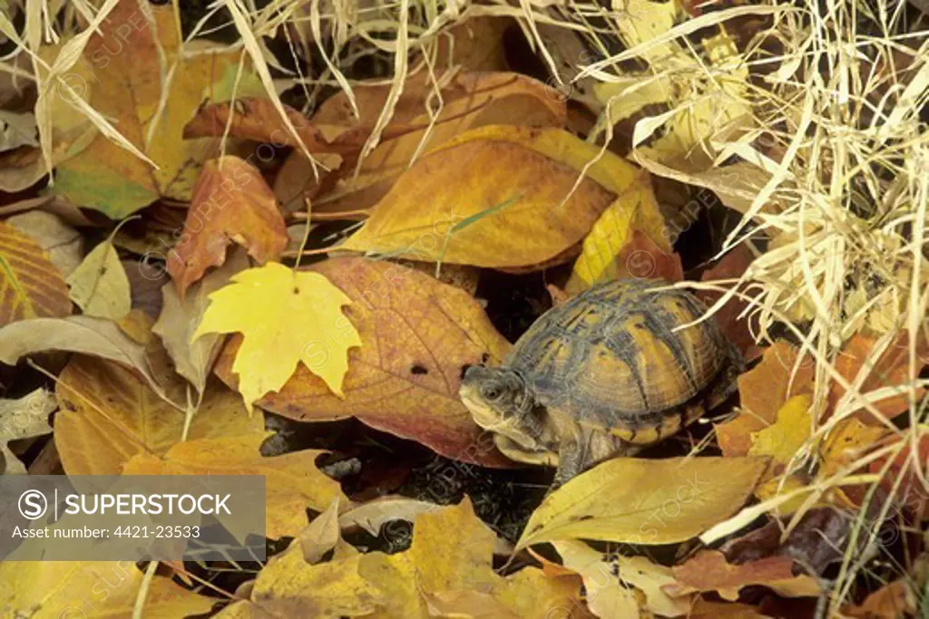 Eastern Box Turtle (Terrapene carolina carolina) immature, amongst fallen leaves, Ohio, U.S.A., autumn