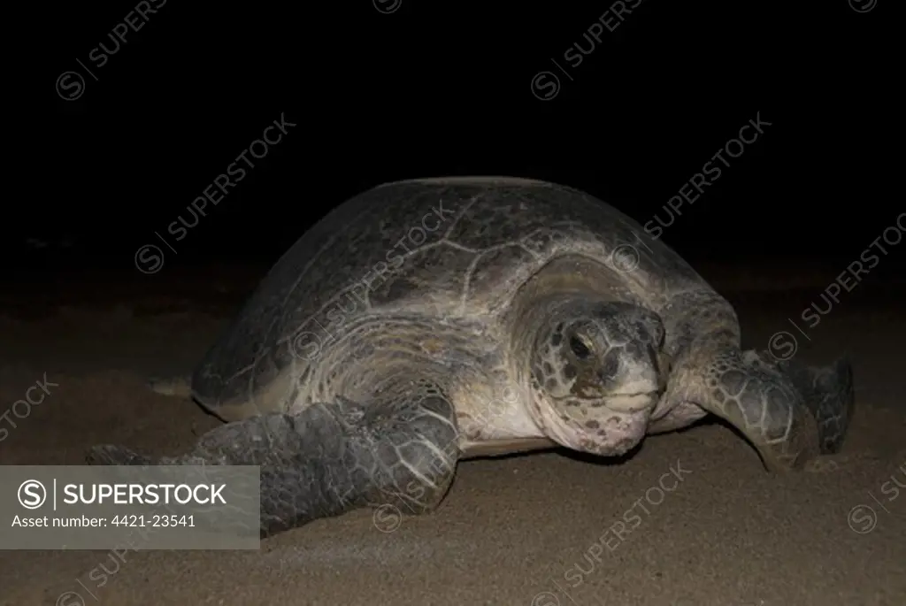 Green Turtle (Chelonia mydas) adult female, returning to sea at night, after laying eggs on beach, Sukamade, East Java, Indonesia