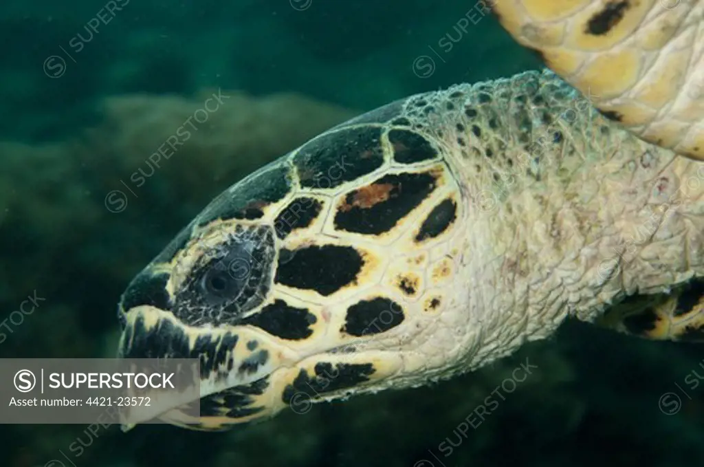 Loggerhead Turtle (Caretta caretta) adult, close-up of head, Sipadan Island, Sabah, Borneo, Malaysia