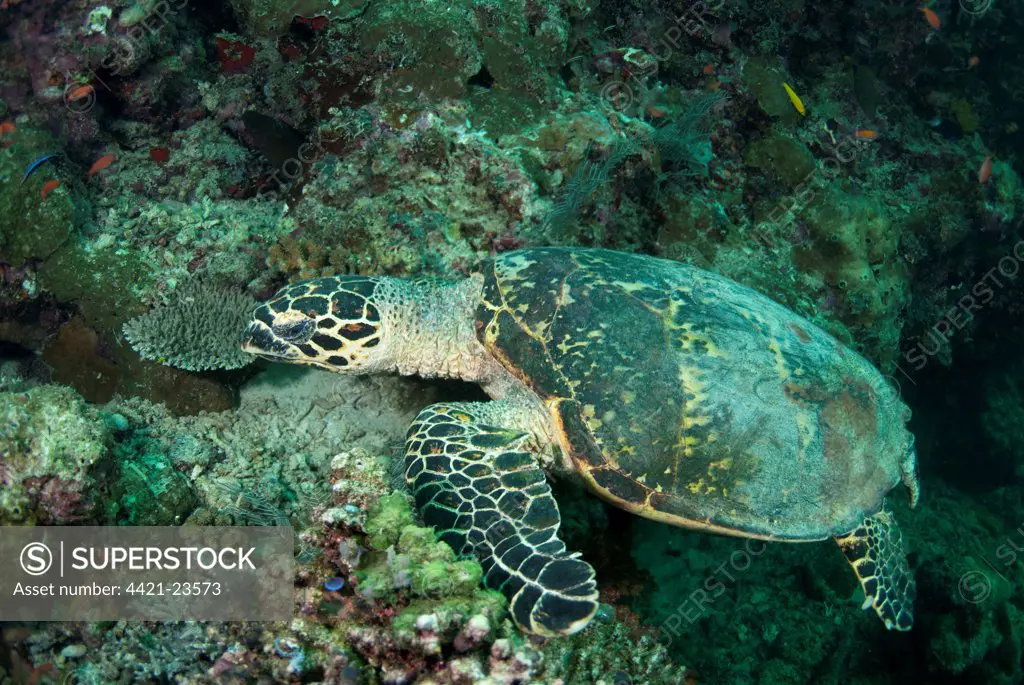 Loggerhead Turtle (Caretta caretta) adult, resting on reef, Sipadan Island, Sabah, Borneo, Malaysia