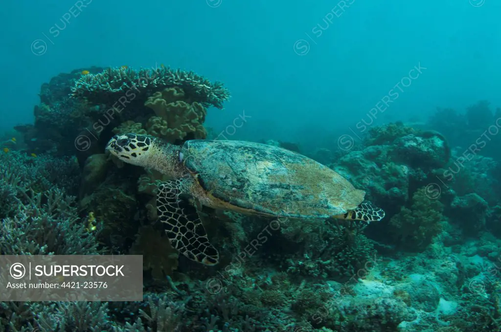 Loggerhead Turtle (Caretta caretta) adult, swimming over reef, Mansuar Island, Dampier Straits, Raja Ampat, West Papua, New Guinea, Indonesia