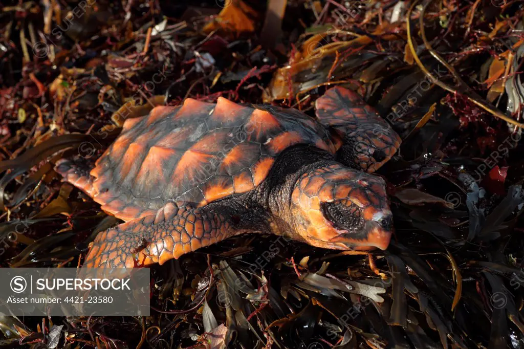Loggerhead Turtle (Caretta caretta) dead juvenile, washed up on beach, Cornwall, England, january