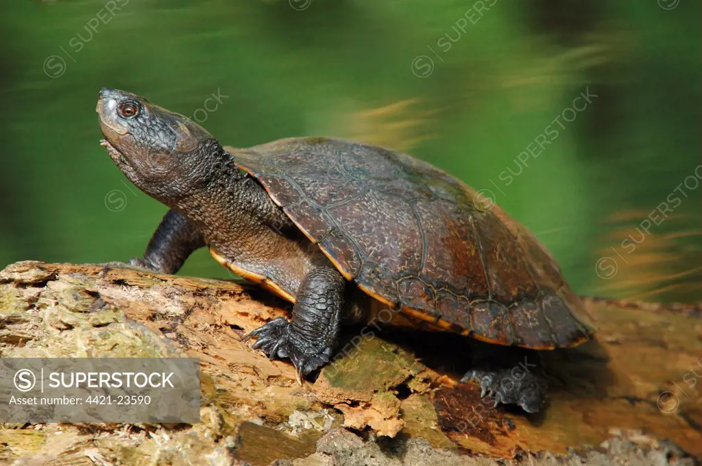 Saw-shelled Turtle (Elseya latisternum) adult, basking at edge of water in rainforest, Daintree, Queensland, Australia, august