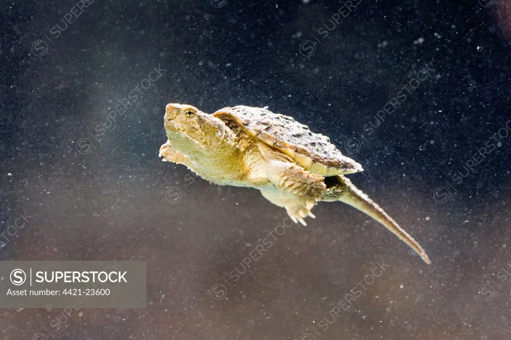 Common Snapping Turtle (Chelydra serpentina) immature, swimming underwater, U.S.A.