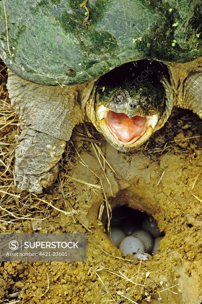 Common Snapping Turtle (Chelydra serpentina) adult female, aggressive posture, beside eggs in nesthole, Ohio, U.S.A.