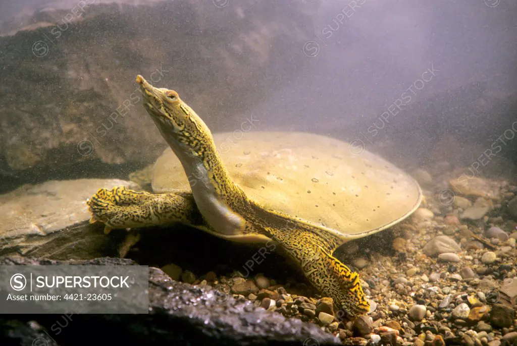 Spiny Softshell Turtle (Apalone spinifera) adult, on gravel bed underwater, U.S.A.