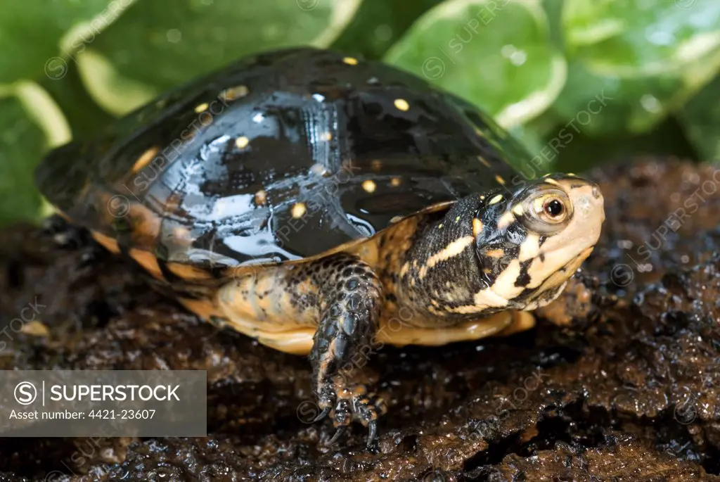 Spotted Turtle (Clemmys guttata) adult, resting on log, Eastern North America