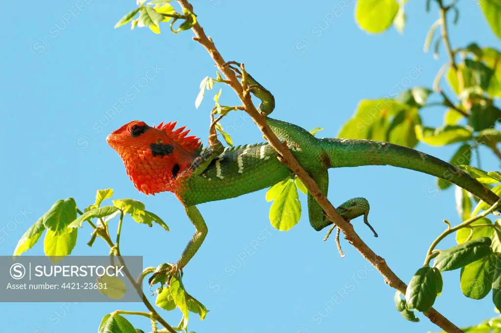 Common Green Forest Lizard (Calotes calotes) adult male, in breeding colour, displaying in tree, Yala West N.P., Sri Lanka, october