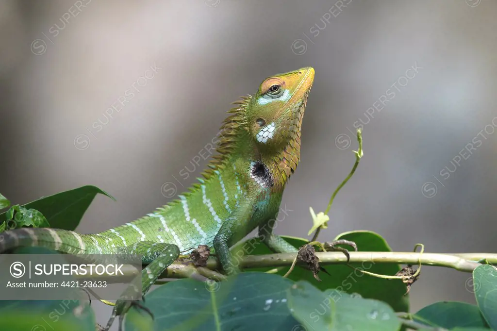 Common Green Forest Lizard (Calotes calotes) adult male, resting on vegetation, just prior to taking on display colour at approach of rival male, Sri Lanka